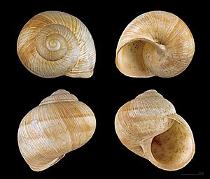 Archivo:Helix pomatia MHNT.ZOO.2002.0.33