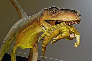 Archivo:Herrerasaurus ischigualastensis DSC 6182