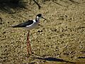 Himantopus himantopus