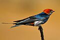 Hirundo abyssinica