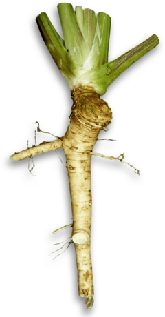 Archivo:Horseradish