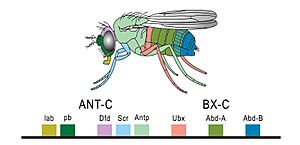 Archivo:Hoxgenesoffruitfly