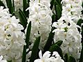 Hyacinthus orientalis (white cultivar) 01