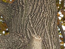 Archivo:Japanese Maple Bark by David Shankbone