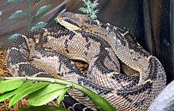 Lachesis stenophrys para Niños
