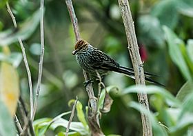 Leptasthenura pileata - Rusty-crowned Tit-Spinetail - 2.jpg