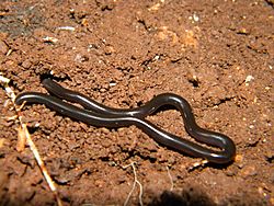 Leptotyphlops goudotii.jpg