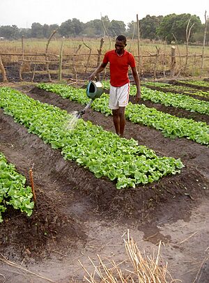 Archivo:Lettuce watering in CAR