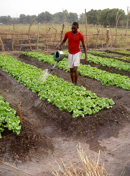 Lettuce watering in CAR