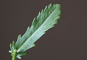 Archivo:Leucanthemum vulgare ENBLA01