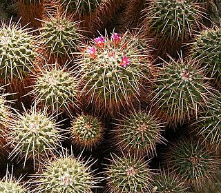 Mammillaria compressa ies.jpg