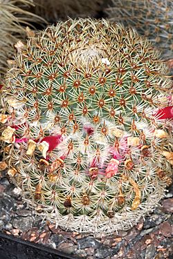 Mammillaria huitzilopochtli pm 1.JPG