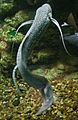 Marbled lungfish 1