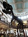 Mcgill redpath m albertosaurus