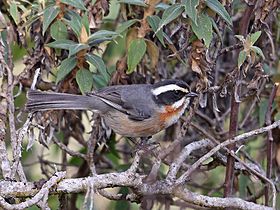 Microspingus alticola - Plain-tailed Warbling-finch, Cajamarca, Peru (cropped).jpg
