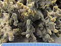 Montipora hispida, isla Lizard