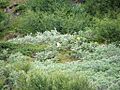 Narsarsuaq 2004-08-16 192