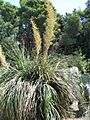 Nolina longifolia-1