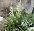 Nolina parryi