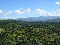 Archivo:Oil palm plantation in Cigudeg-03