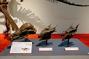 Archivo:Pachycephalosaurus skulls