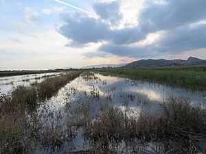 Archivo:Paraje de la Marjal de Almenara (Castellón)