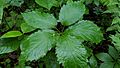 Parthenocissus inserta leaves
