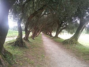 Archivo:Paseo de los olivos