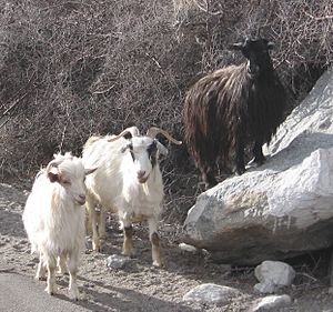 Archivo:Pashmina goats