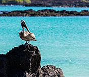 Pelícano pardo de las Galápagos (Pelecanus occidentalis urinator), Cerro Brujo, isla de San Cristóbal, islas Galápagos, Ecuador, 2015-07-24, DD 160