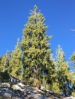 Picea breweriana, Paynes Lake, Klamath NF, Siskiyou, California 1.jpg