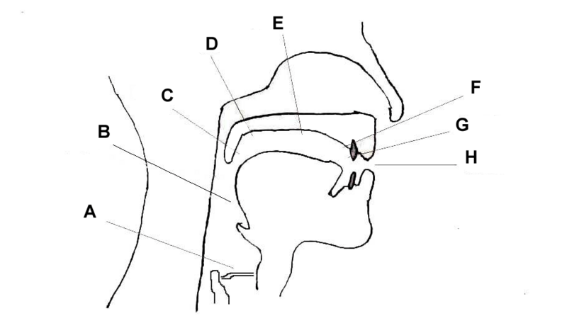Places of articulation