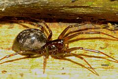 Pseudafroneta spp.jpg