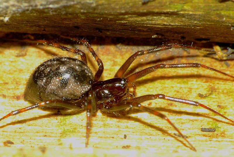 Pseudafroneta spp