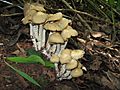 Psilocybe.zapotecorum.1