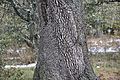 Quercus rotundifolia 11
