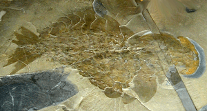 Archivo:ROM-BurgessShale-CompleteAnomalocarisFossil