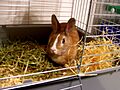 Rabbit in cage