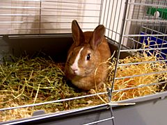 Rabbit in cage