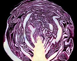 Red cabbage cross section 02.jpg
