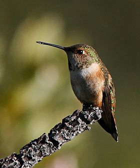 Rufous hummingbird female.jpg