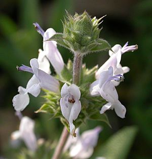 Archivo:Salvia mellifera flowers 2003-03-12