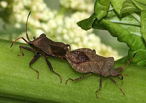 Archivo:Saumwanze, Coreus marginatus, Paarung