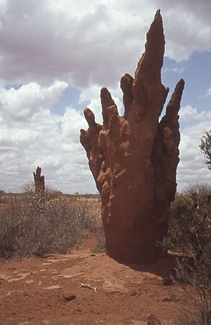 Archivo:Somalia termitstack BÅn