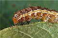 Spodoptera frugiperda worm