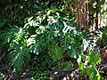 Starr 080731-9567 Monstera deliciosa