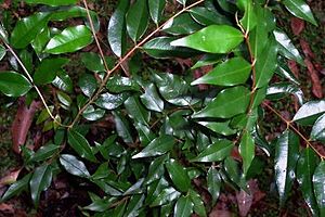 Archivo:Syzygium francisii leaves
