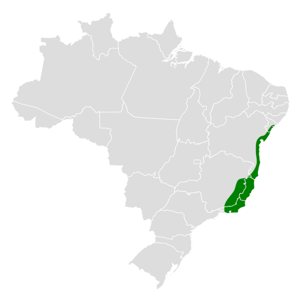 Thamnophilus ambiguus map