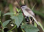 Archivo:Unstreaked Tit-tyrant (Anairetes agraphia) (cropped)