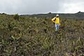 Vegetation-at-the-summit-of-the-Machinaza-plateau-Cordillera-del-Cndor-Ecuador-2450-m-photograph-D